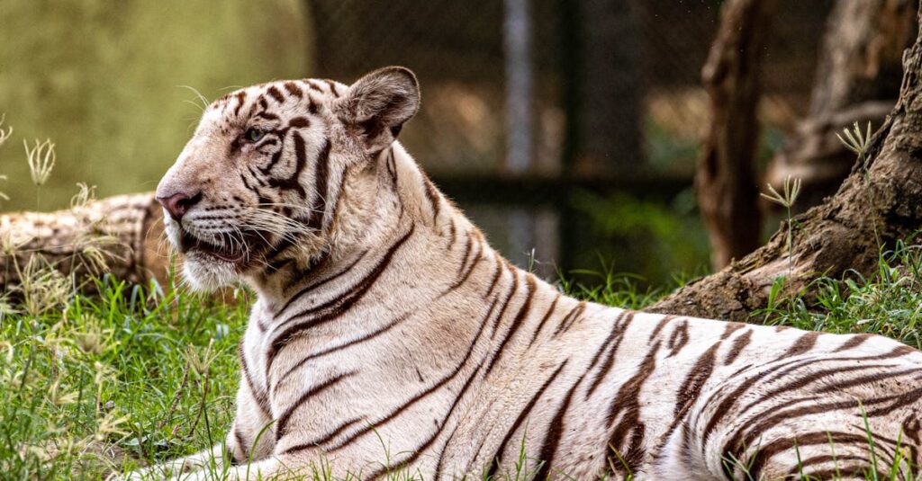 découvrez zookeeper, un outil essentiel pour la gestion et la coordination des applications distribuées. apprenez comment cet outil facilite la synchronisation des serveurs et la configuration des clusters, tout en assurant la haute disponibilité et la fiabilité de vos systèmes.
